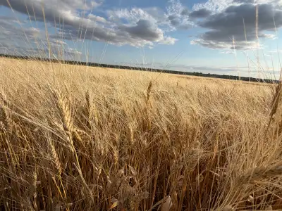 Straw for Sale, View more