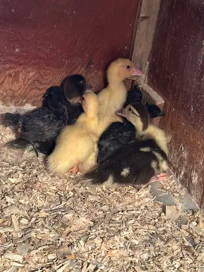 Muscovy ducklings, View more