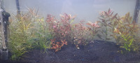 Aquarium plants-Ludwigia species