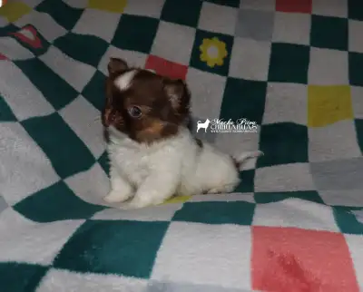 ❤️Chiot Chihuahua pure race (CCC)❤️tête de pomme, View more