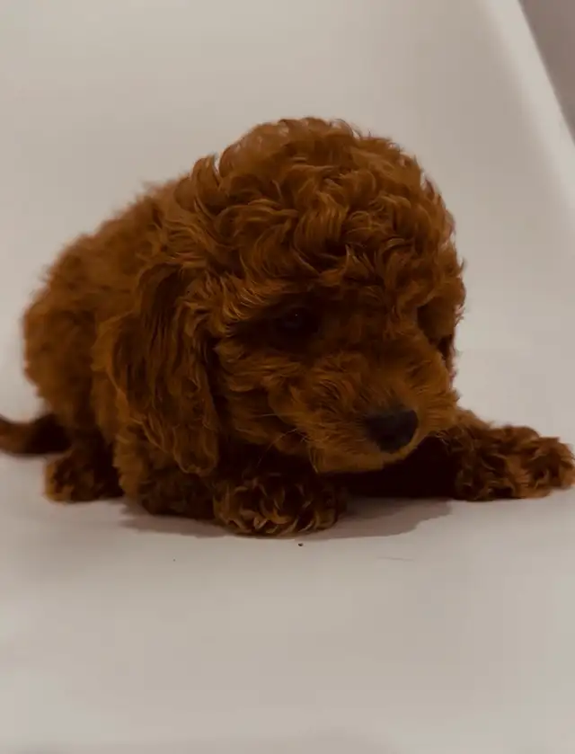 Red Toy Puppies Poodle. Genetic guarantee, signed and printed, in Dogs & Puppies for Rehoming in City of Toronto - Image 4