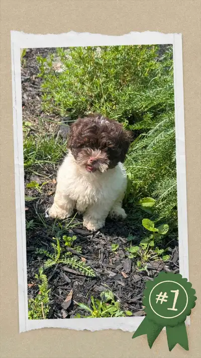 Superbe shih tzu❤️ nego!, View more