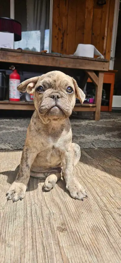 frenchton ×pug, View more