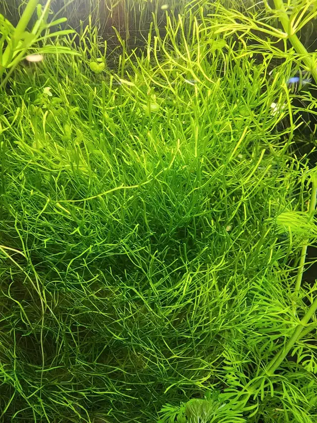 8 types fresh aquarium plant trimmings + 2 floating plan in Fish for Rehoming in Oakville / Halton Region - Image 8