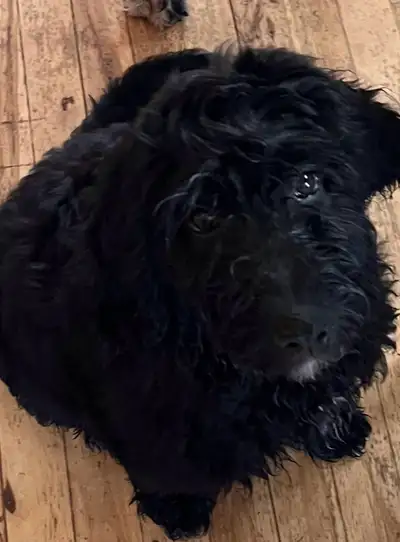 Goldendoodle, View more