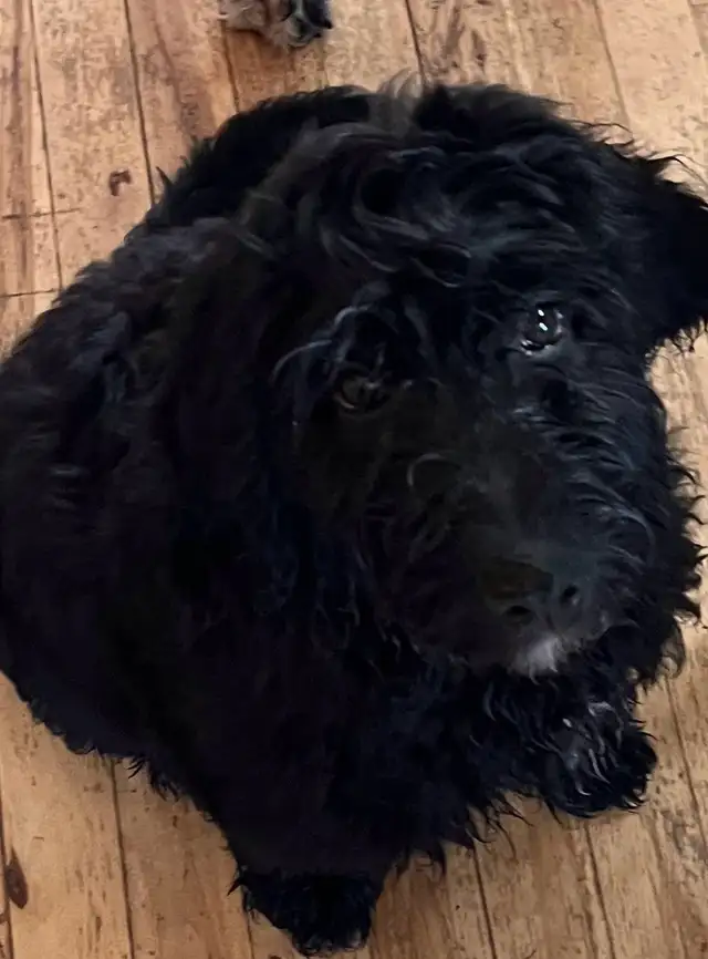 Goldendoodle in Dogs & Puppies for Rehoming in Sherbrooke - Image 2