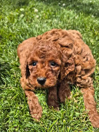 Red Toy Poodle Puppies, View more