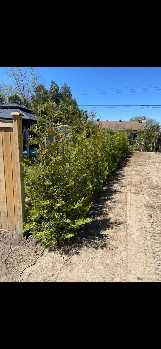 Cedar Hedges in Plants, Fertilizer & Soil in Ottawa - Image 4