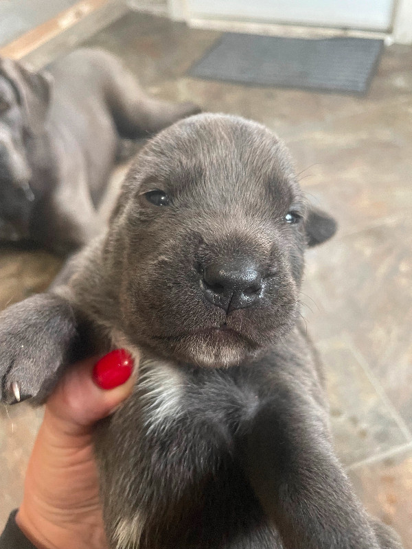 Cane corso puppies in Dogs & Puppies for Rehoming in Prince Albert