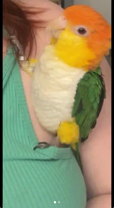 1 year old caique female, View more