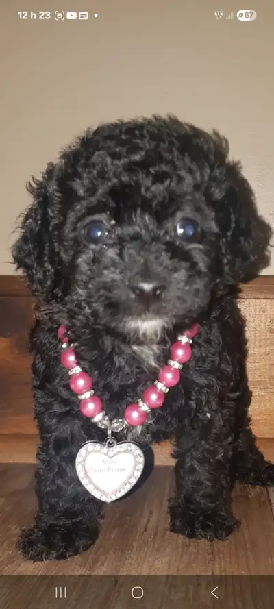 Yorkipoo, View more