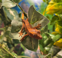 Baby crested geckos! 