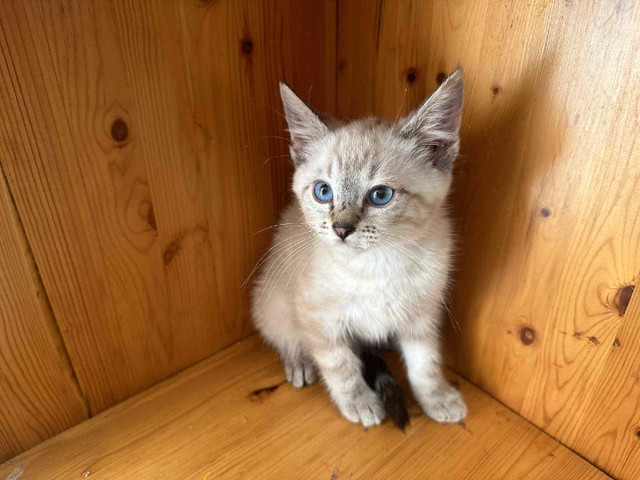 *Urgent* Neva Masquerade Siberians in Cats & Kittens for Rehoming in Abbotsford - Image 3