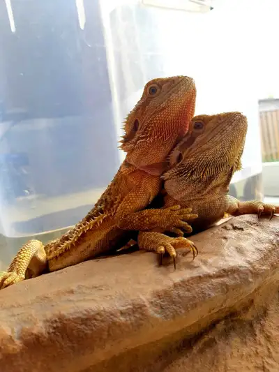 Bearded Dragons looking for a new home!, View more