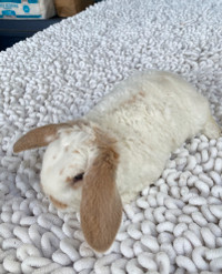 Mini Plush Lop Bunnies