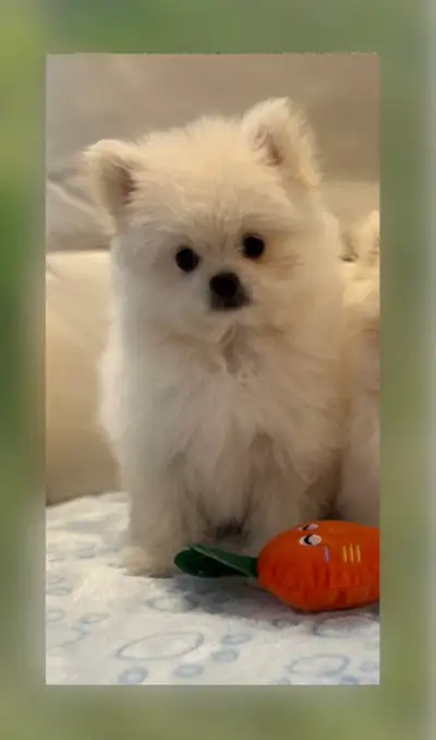 Maltese Pomeranian Mix puppy  (Maltipom) MALE, View more
