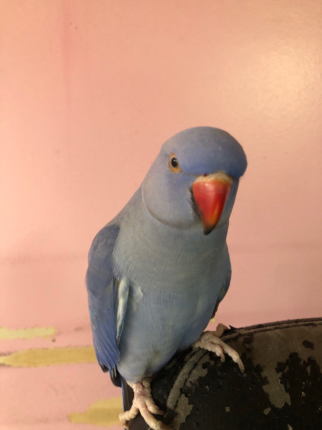 Missing bird lost pet Dundas and Dixie reward  in Lost & Found in Mississauga / Peel Region - Image 4