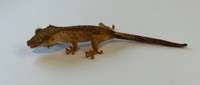 Crested gecko baby