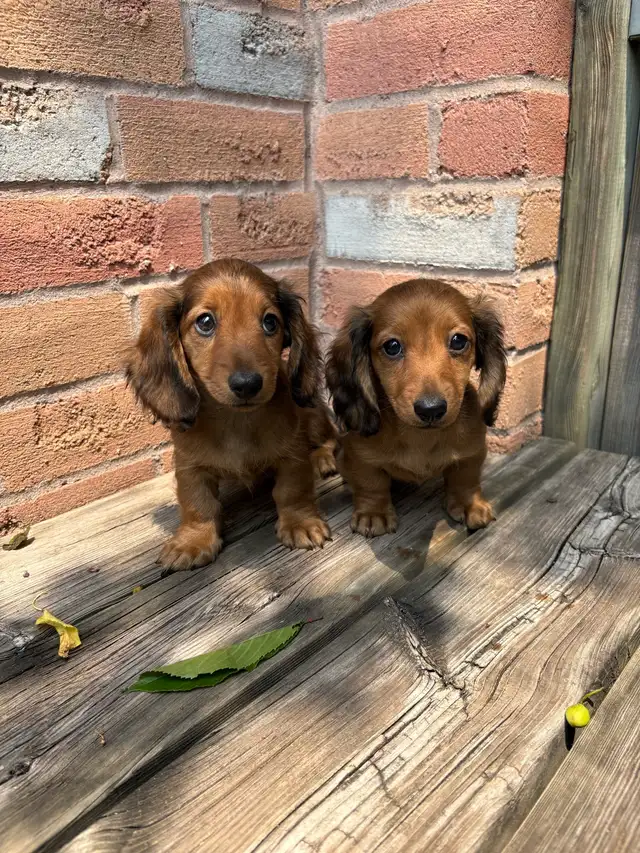 Mini Dachshund in Dogs & Puppies for Rehoming in Markham / York Region - Image 3