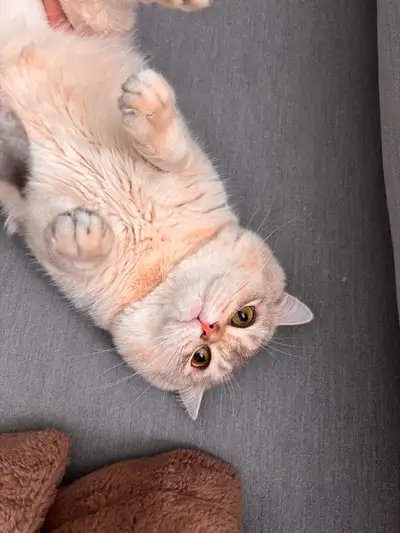 British Shorthair - Male 10months, View more