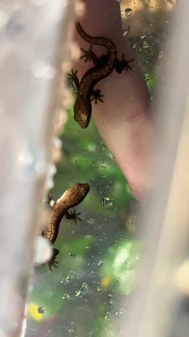 Baby Mourning Geckos! in Reptiles & Amphibians for Rehoming in Hamilton - Image 2