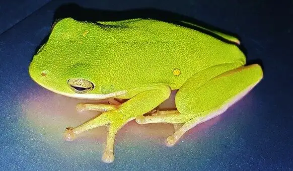 WE HAVE A HUGE SELECTION OF REPTILES & AMPHIBIANS in Reptiles & Amphibians for Rehoming in Muskoka - Image 9