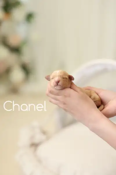 Cavapoo puppies arrived!, View more