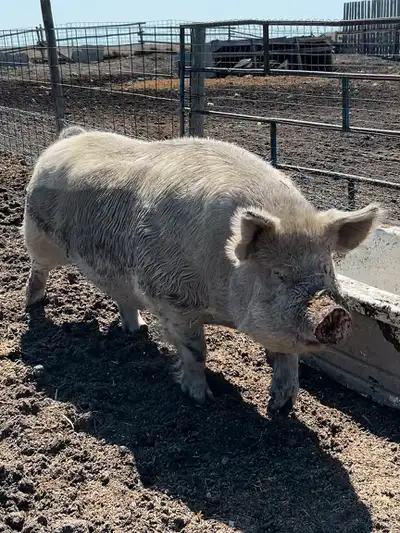 Yorkshire Boar - Proven breeder, View more