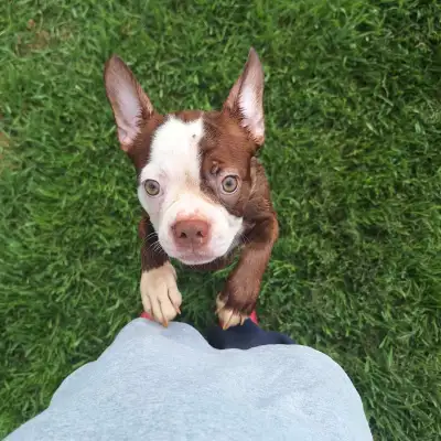 chiot Boston terrier à adopter, View more