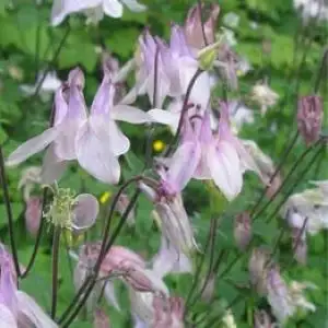 Columbine seeds, 6 grams for $5, View more