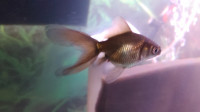 Fantail and Crayfish For Aquarium Fish Tank For Sale