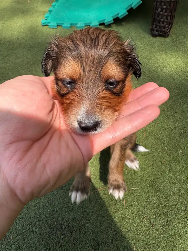 Sheltie/Portie Mix 7 Puppies READY IN 1 WEEK in Dogs & Puppies for Rehoming in City of Toronto - Image 6