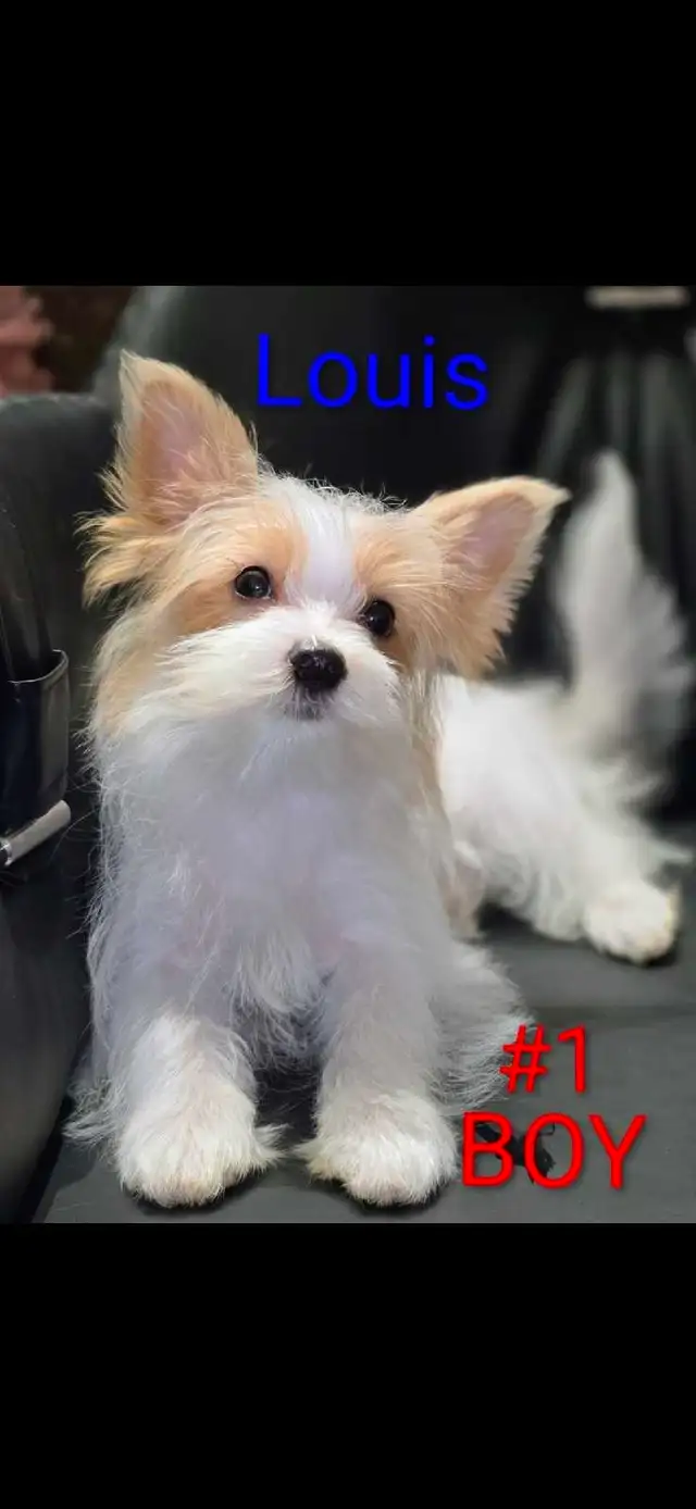  Pure Breed Yorkie  boy in Cats & Kittens for Rehoming in Edmonton - Image 4