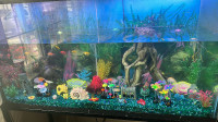 90 Gallon aquarium with stand