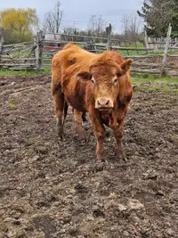 Purebred Limousin bull