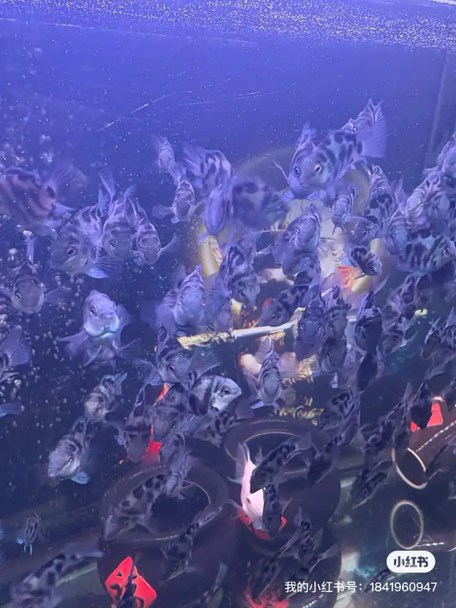 Mini parrot rehoming in Fish for Rehoming in Richmond - Image 2