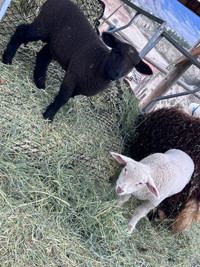 Beautiful lambs 