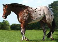 ISO HEALTHY BROKE QUIET HORSE
