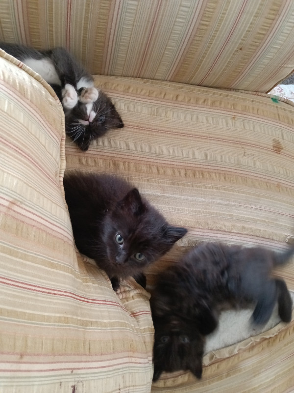 Black and white kitten available! in Cats & Kittens for Rehoming in Peterborough