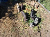 Piglets - Castrated Males - Ready For Pickup