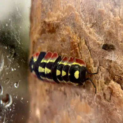 Ardentiella sp. “Red Diablo”, View more
