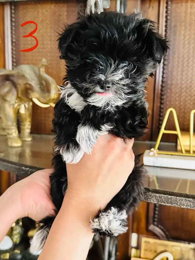 morkies male in Dogs & Puppies for Rehoming in Gatineau - Image 5