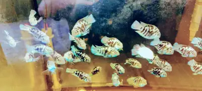 Mini parrot fish for sale, View more