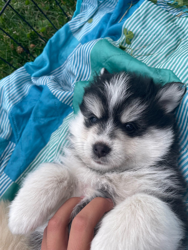 Mini Pomsky Puppies in Dogs & Puppies for Rehoming in Vancouver - Image 2