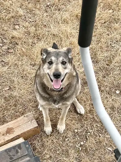 Don't let the price fool you, we are looking for a good home. She is an amazing dog, it's due to my...