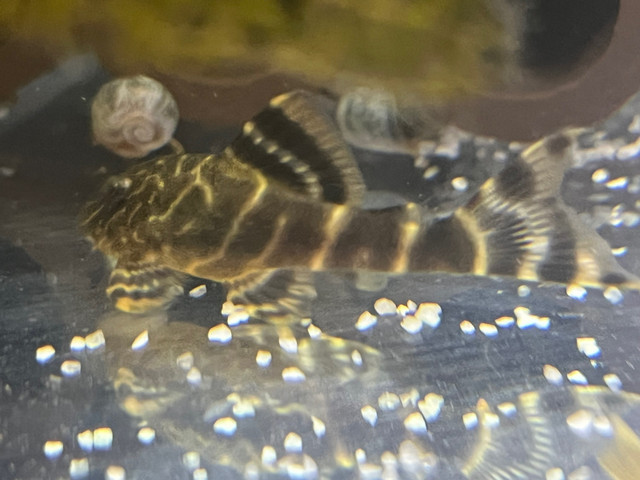 L104 Clown pleco in Fish for Rehoming in Ottawa - Image 2
