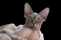 Sphynx Trio for sale
