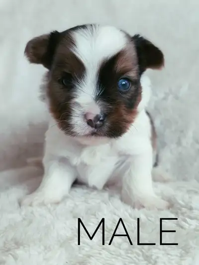 **Français aussi disponible** Hey there! Welcome to KD Yorkies ❤️ Feel free to follow our Instagram...