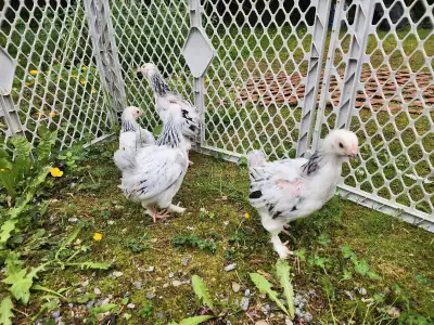 2 month old purebred Light Brahma chicks. Sold unsexed. 4 available. Minimum 2 to purchase. $60 for...