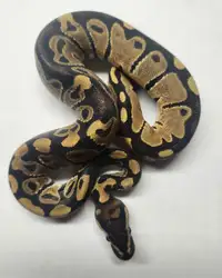 Male Ball python hatchling 100% het Orange Ghost 66% het Pied